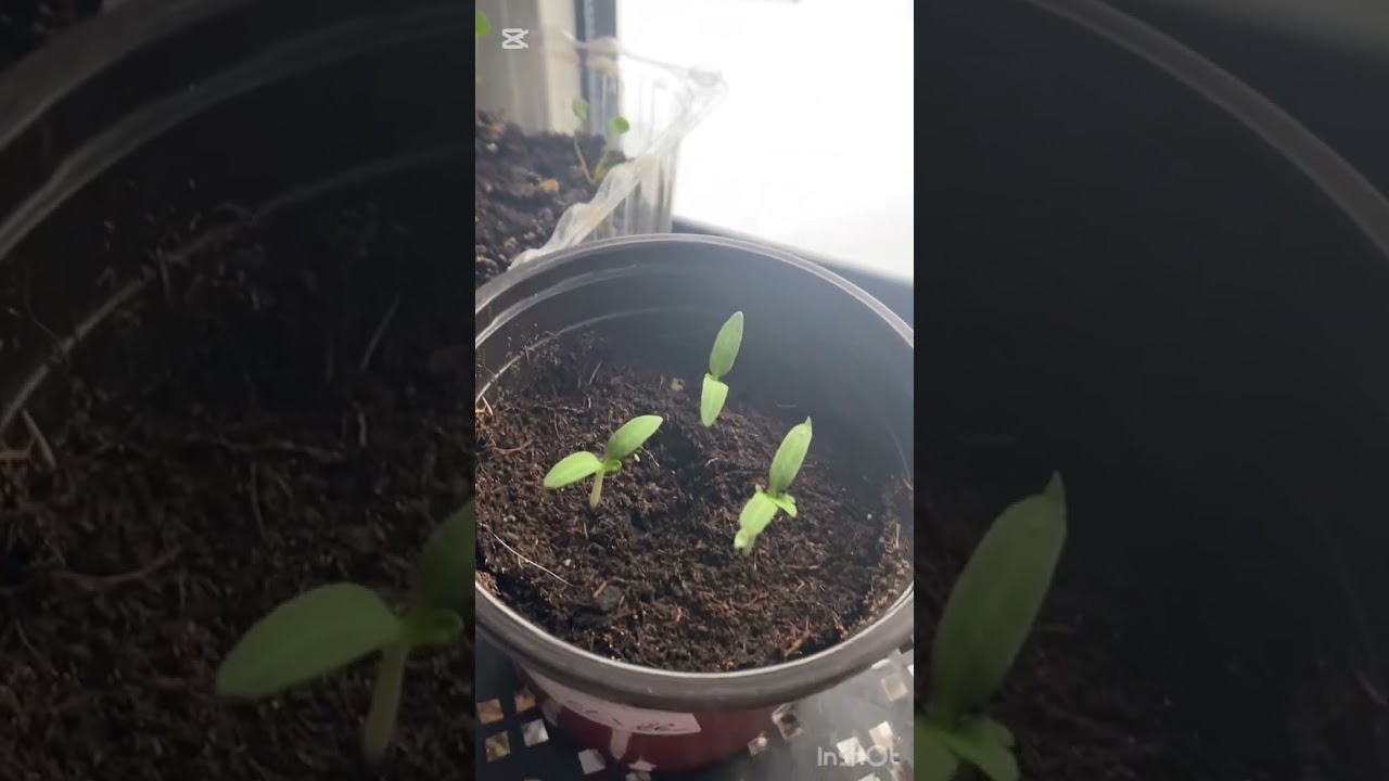 Рассада на 12-02-2026😍 Томаты, перцы, дихондра и питунии 💕 