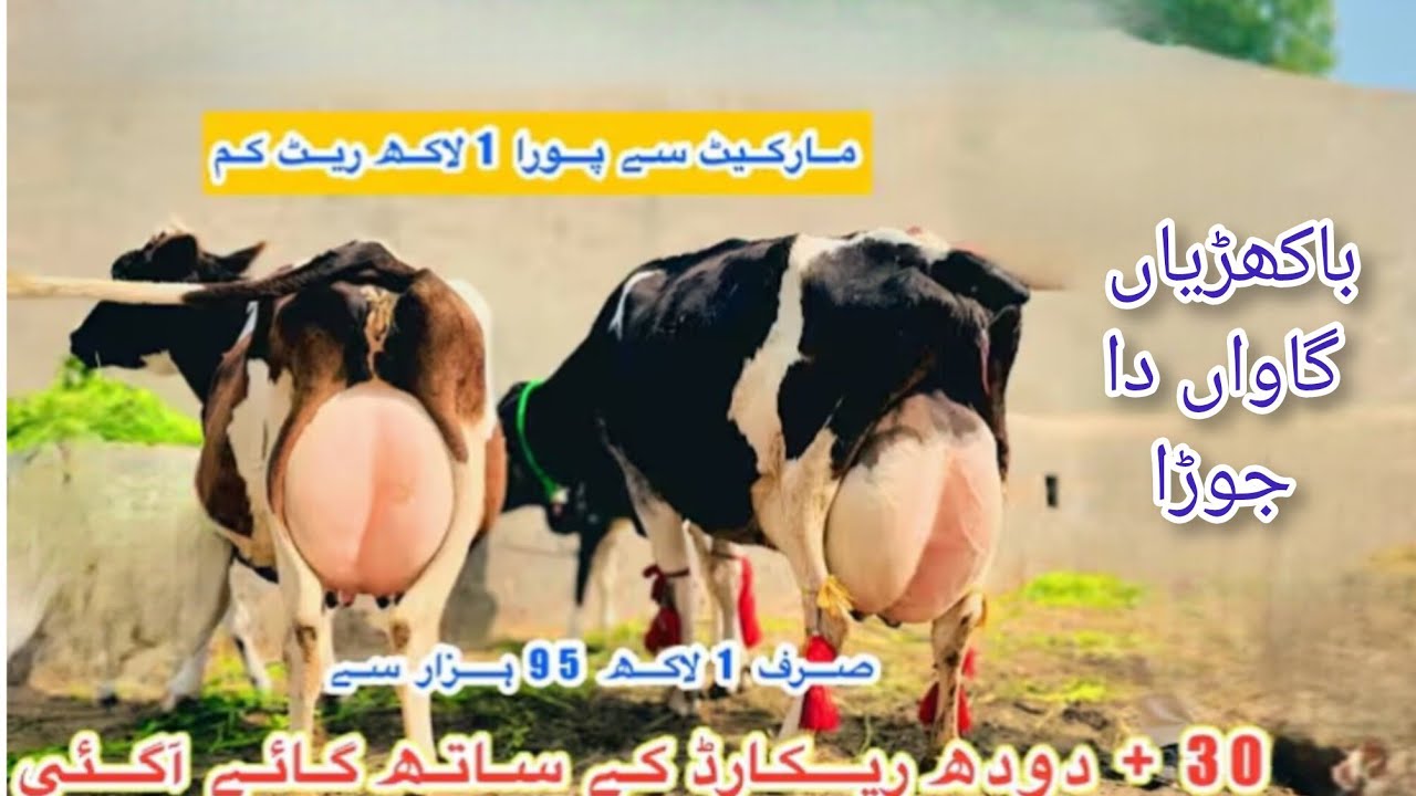فریزین کراس باکھڑیاں 2 گاواں برائے فروخت ان پاکستان اینڈ یوٹیوب 27/2/2026#03055692351 