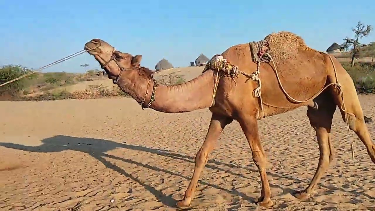 أقوى فيلم وثائقي عن حياة قرى الصحراء لم ترَ مثله من قبل 🔥