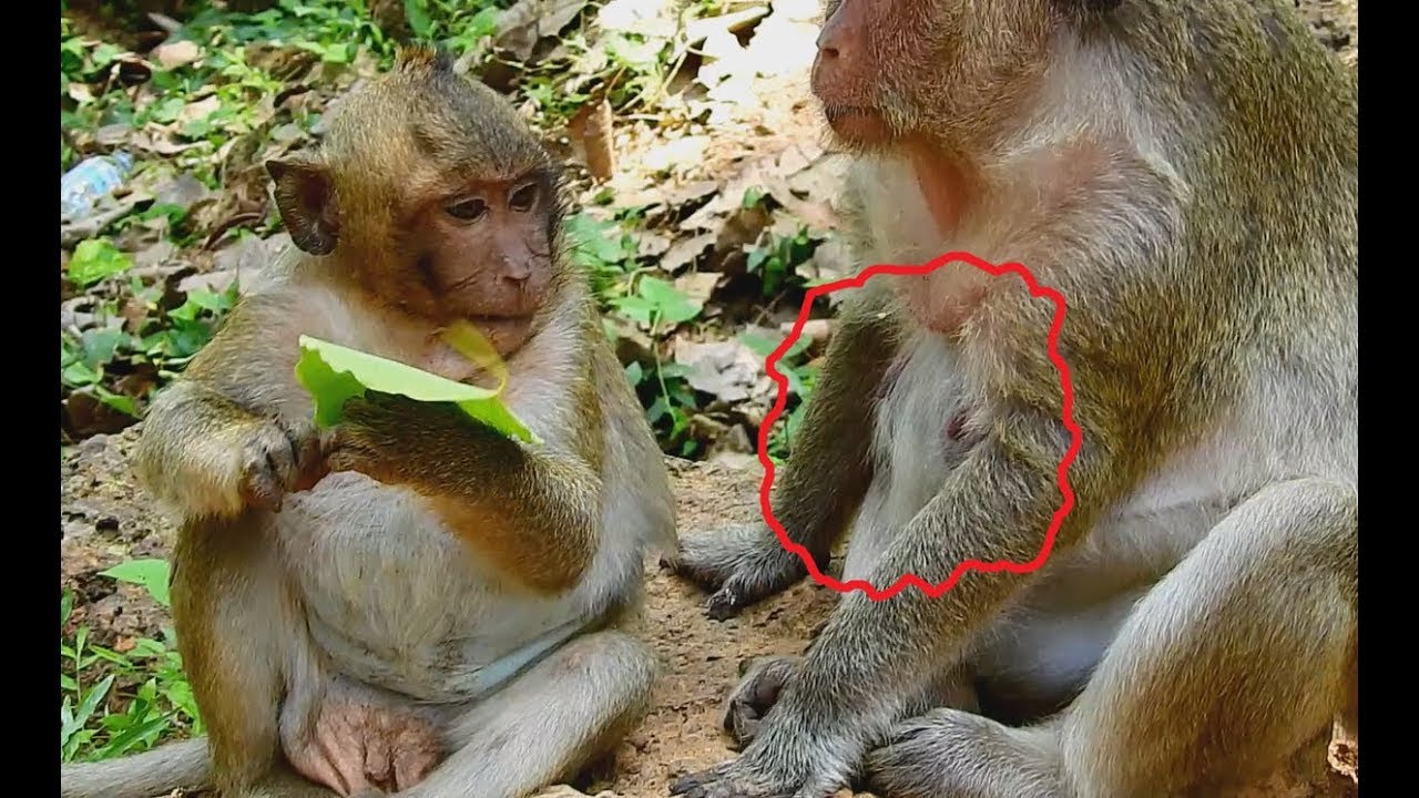 Adorable monkey Sweetpea Still looking Hungry Need Warm milk from Popeye Even mom Weaning.