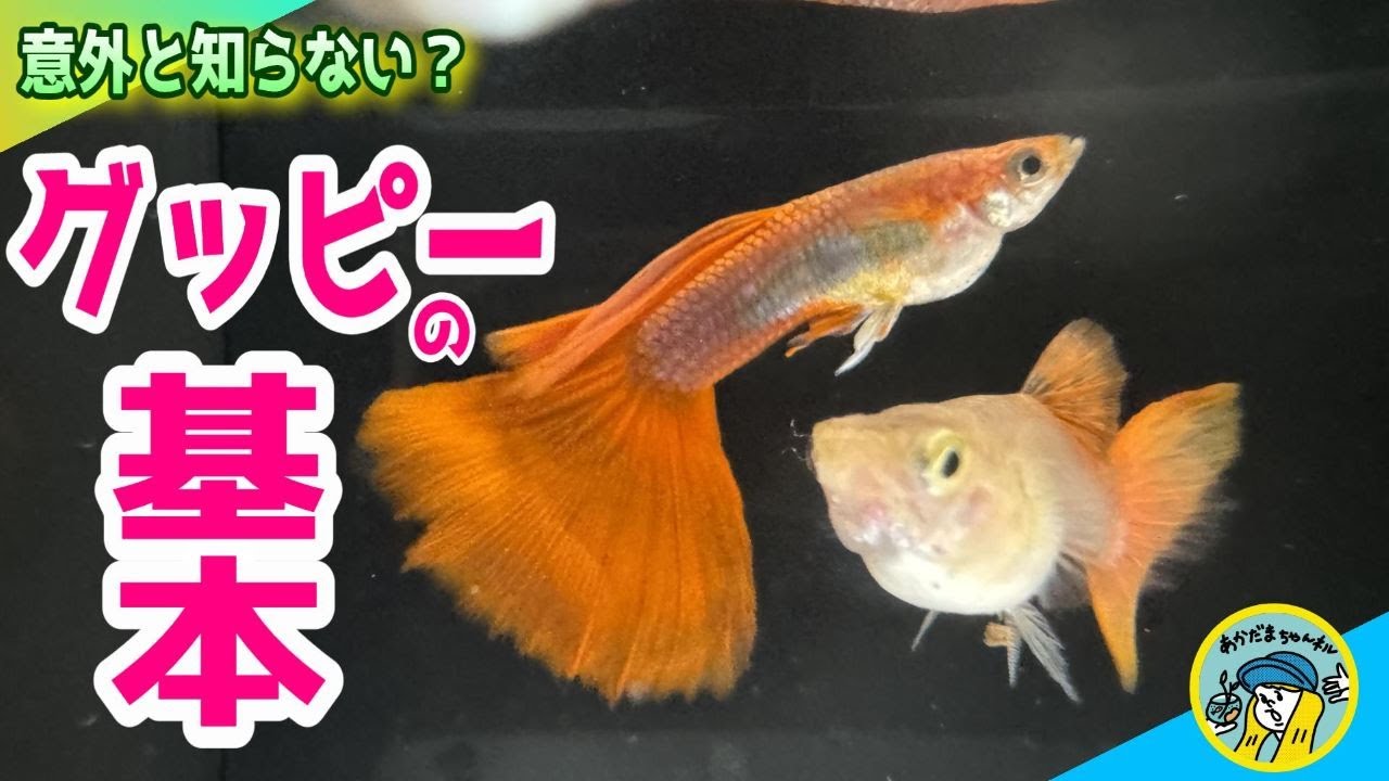 【アクアリウム】今更聞けないグッピーの基本を学ぼう（意外と知らないグッピーの基本や飼い方、繁殖方法までを初心者目線で解説していきます）