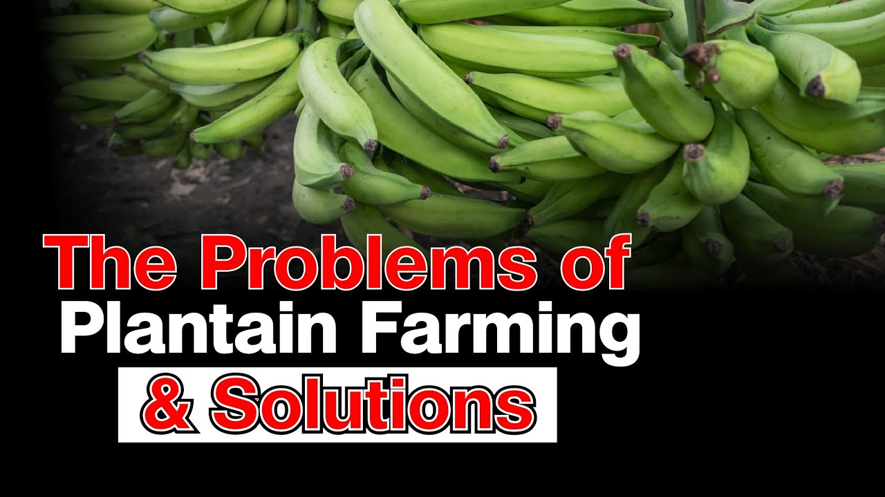 8 Challenges of Plantain Farming and The Solutions | Oil Palm Estate