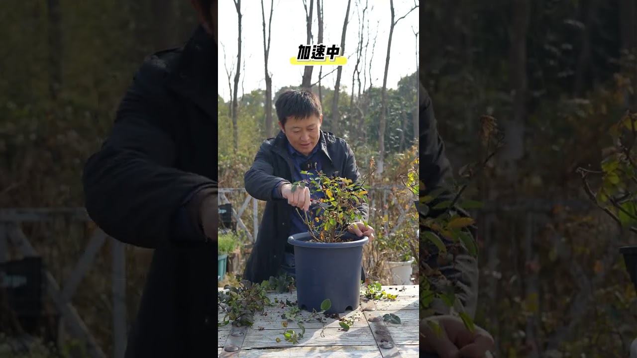 【天狼说月季】不同季节换盆实验，月季生长差异有多大