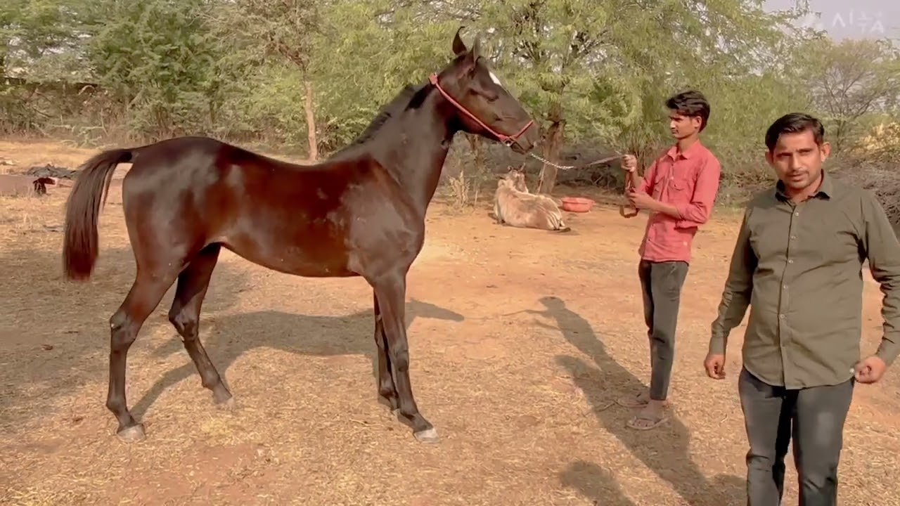 सानदार बच्ची गोठडा नागौर में
