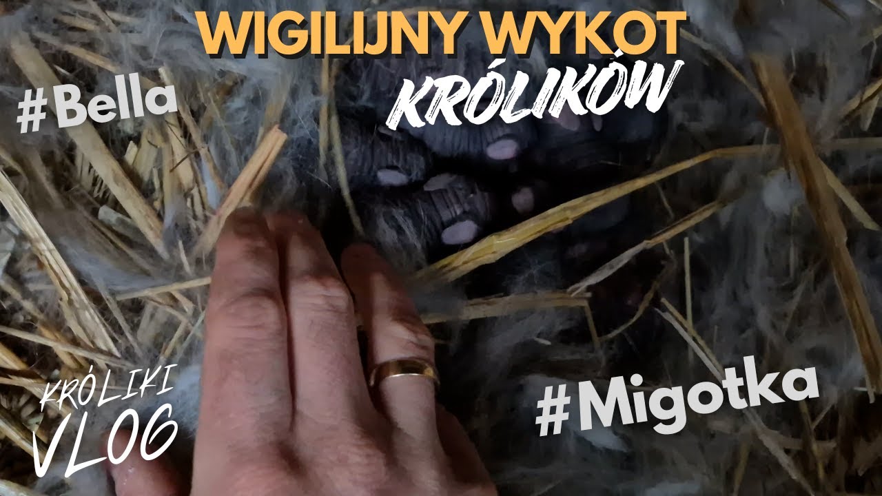 Wigilijny wykot KRÓLIKÓW - sprawdzam gniazda