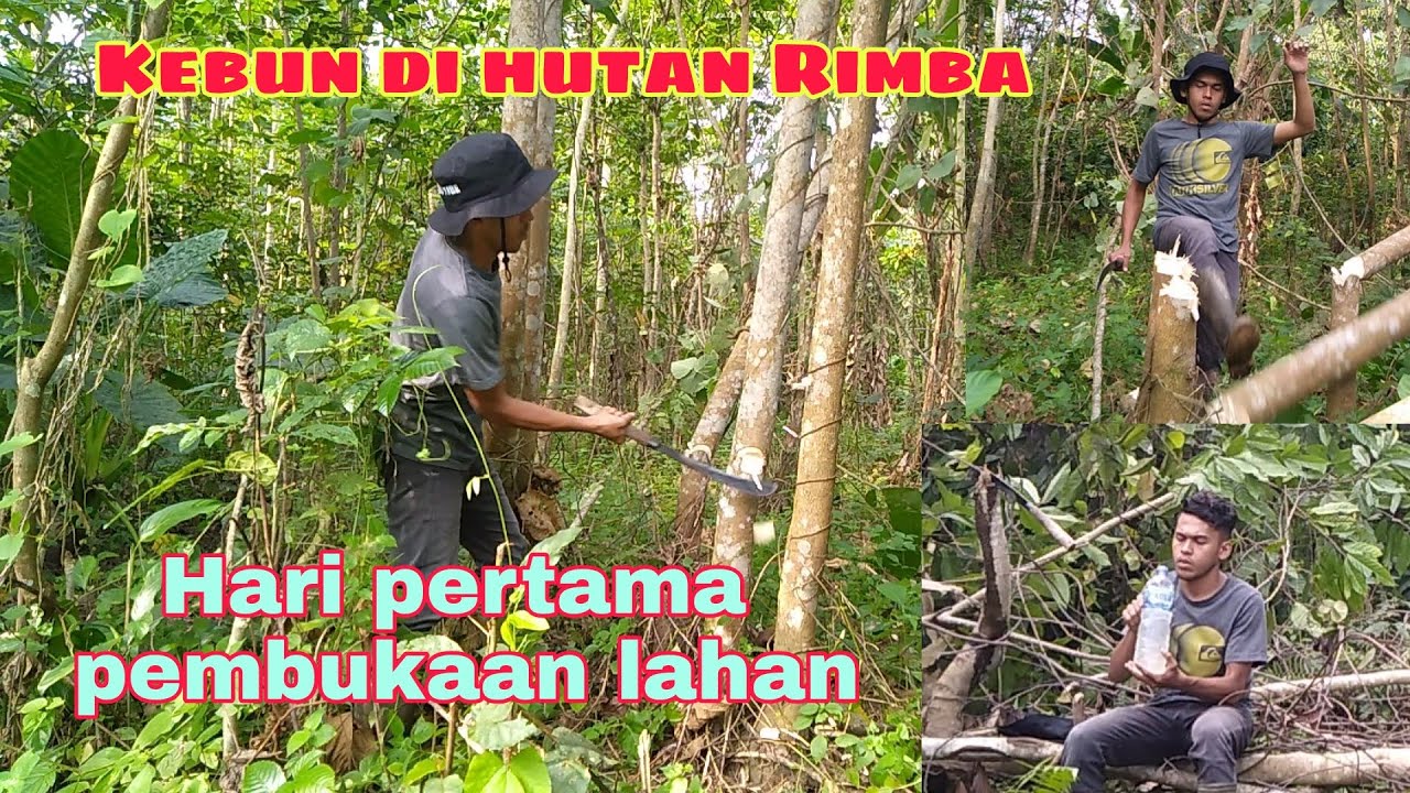 Membuka lahan untuk berkebun di hutan Rimba | hutannya sangat lebat