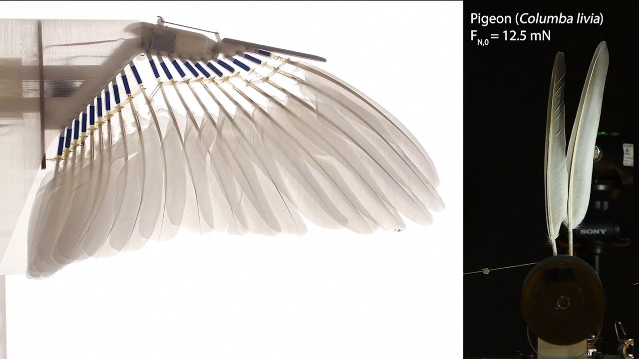 Scientists discover secret to bird flight: 'natural velcro feathers'