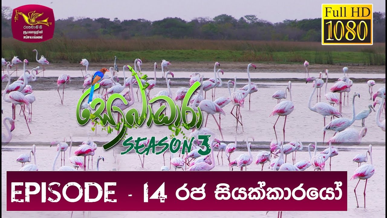Sobadhara - Sri Lanka Wildlife Documentary | 2019-06-21 | Greater Flamingo Bird in Sri Lanka