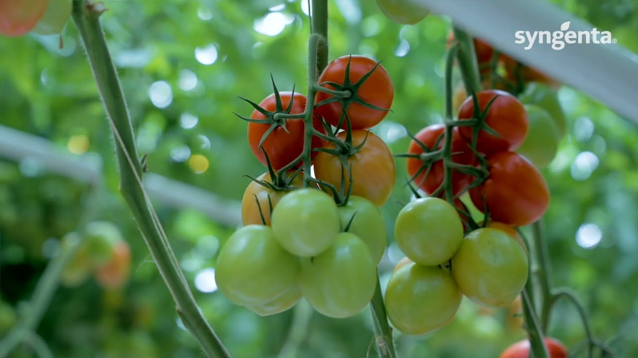 The best ToBRFV resistant options loose plum tomato and plum vine tomato: Romidoro TIAM23-4633