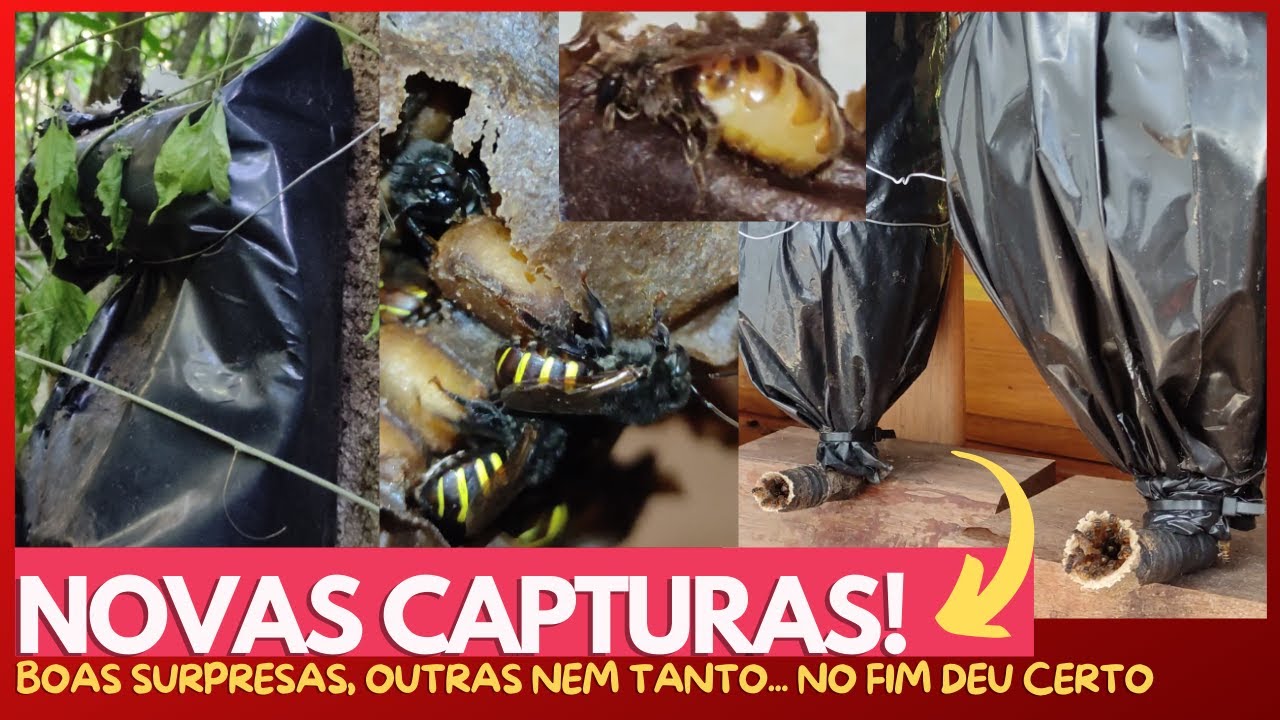 Surpresa na Revisão de Capturas...  uma Mandaçaia Predada e muitas iscas com Abelhas Sem Ferrão!!
