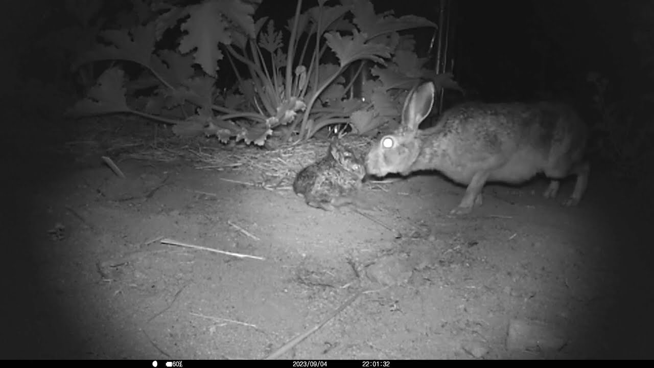 Le lièvre qui est venu nourrir ces deux bébés sous ma serre