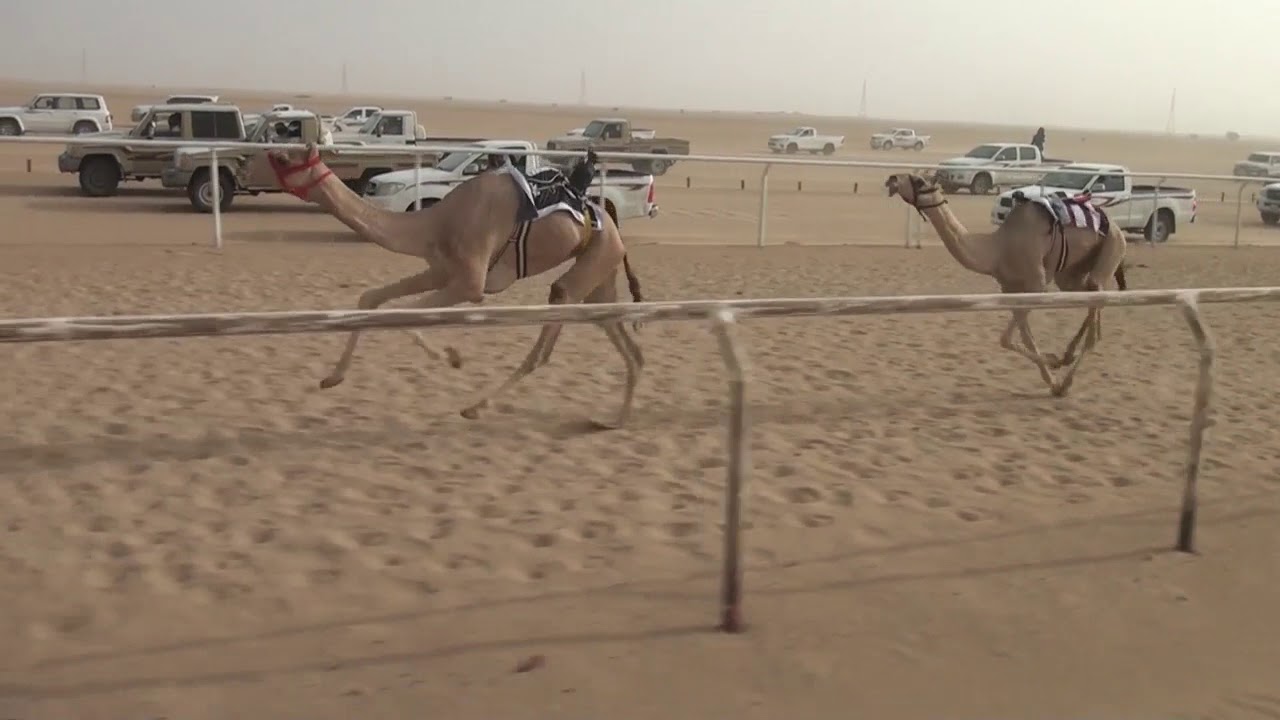 الشوط7\3ك\بكار\التله\فهيد بن حسين الصقور\بتاريخ 9\10\1439