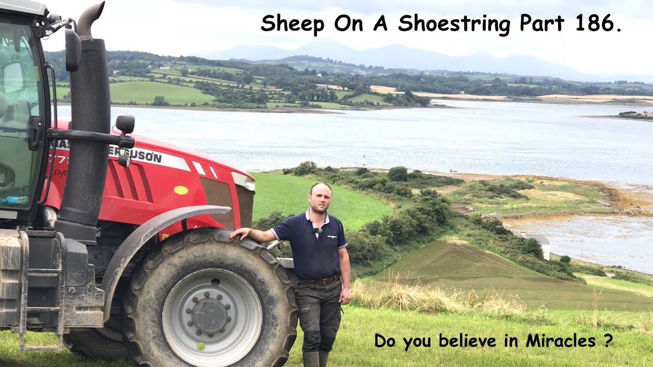 Sheep On A Shoestring Part 186. ( Do you believe in Miracles )