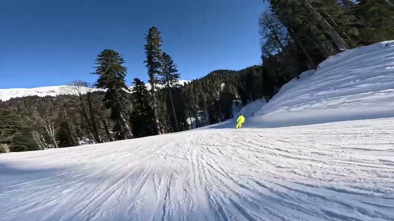 Явор в солнечный день