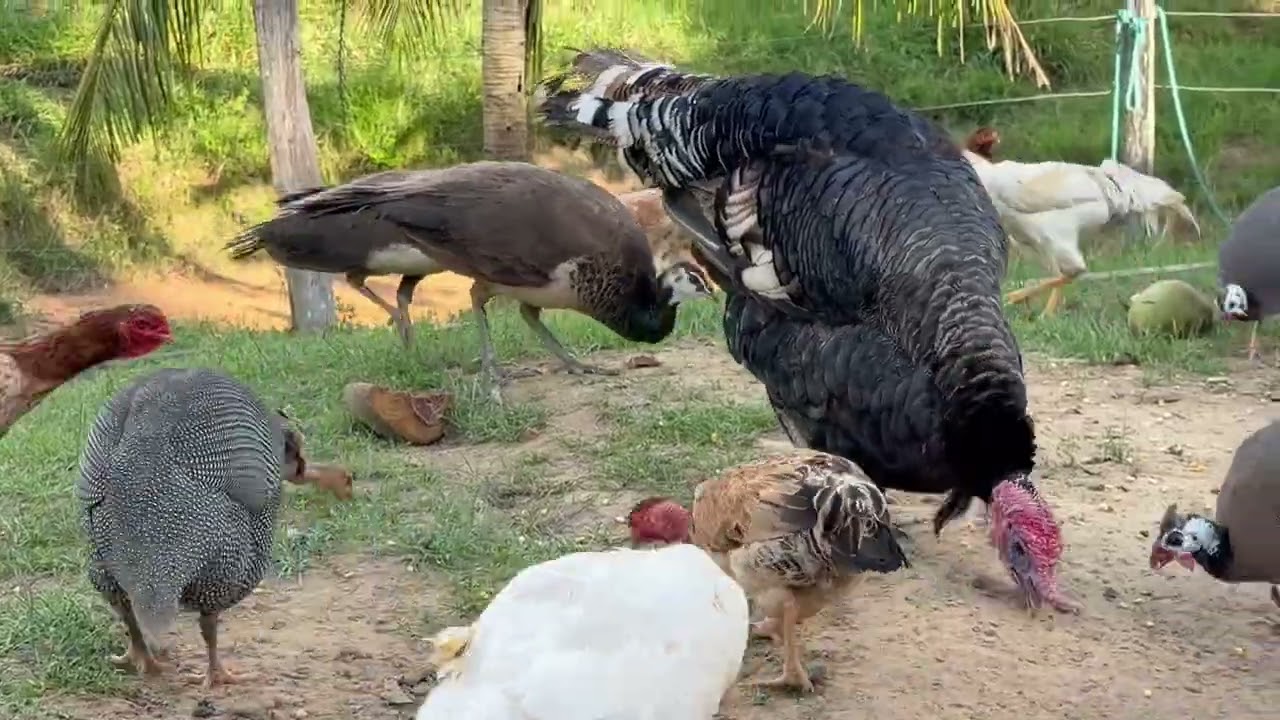 Fartura na roça 