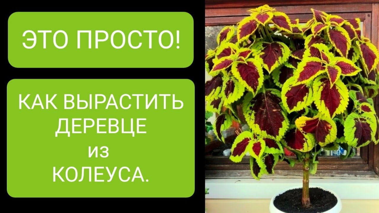 ЭТО ОЧЕНЬ ПРОСТО!🌳Мини ДЕРЕВО из КОЛЕУСА!🌳