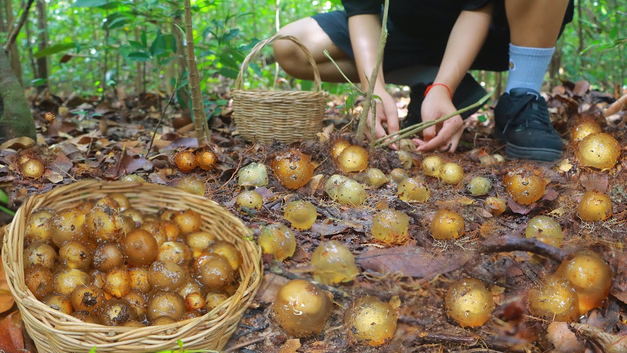Rare Wild Mushroom That Boosts Health and Makes Delicious Desserts | Phsêt Kaew Discovery!