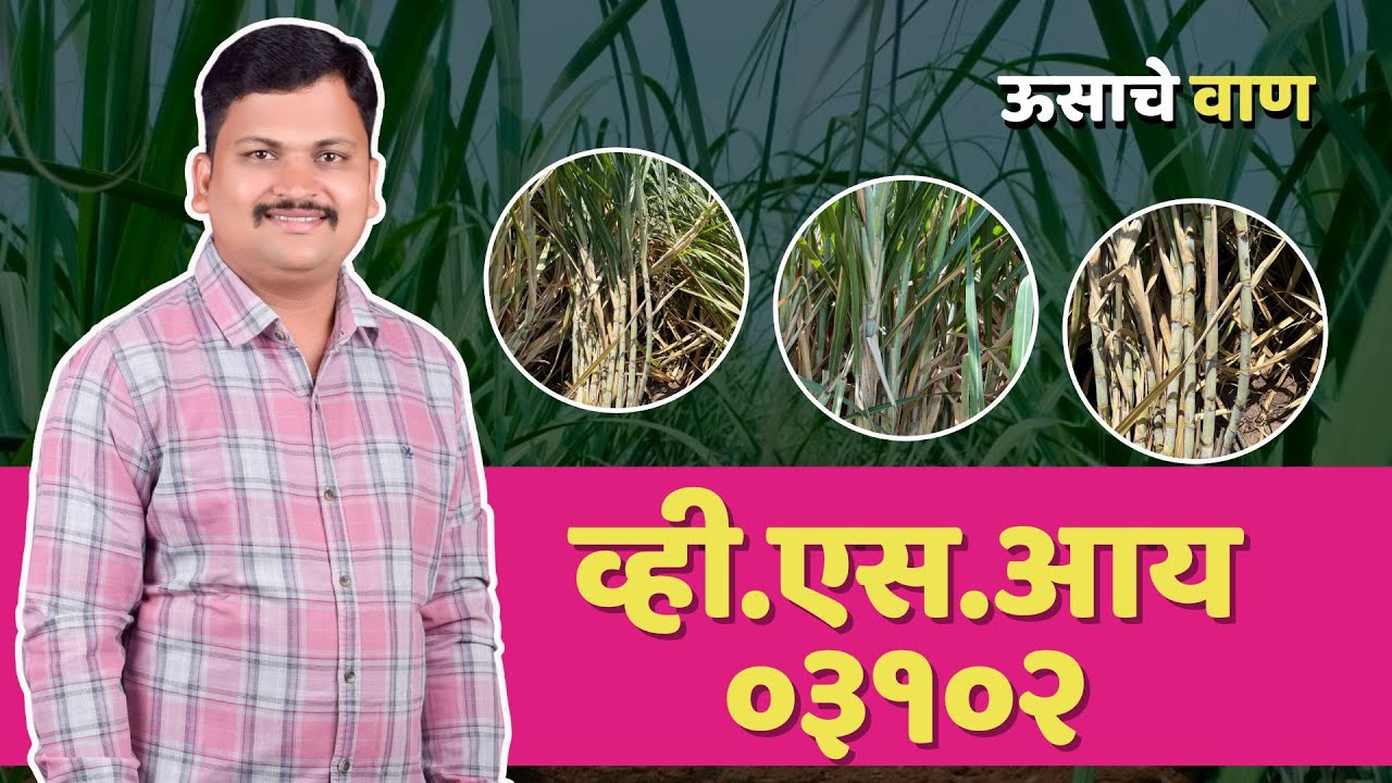 व्ही.एस.आय ०३१०२ | ऊस वाण माहीती | Ganna Master | Sugarcane Variety |