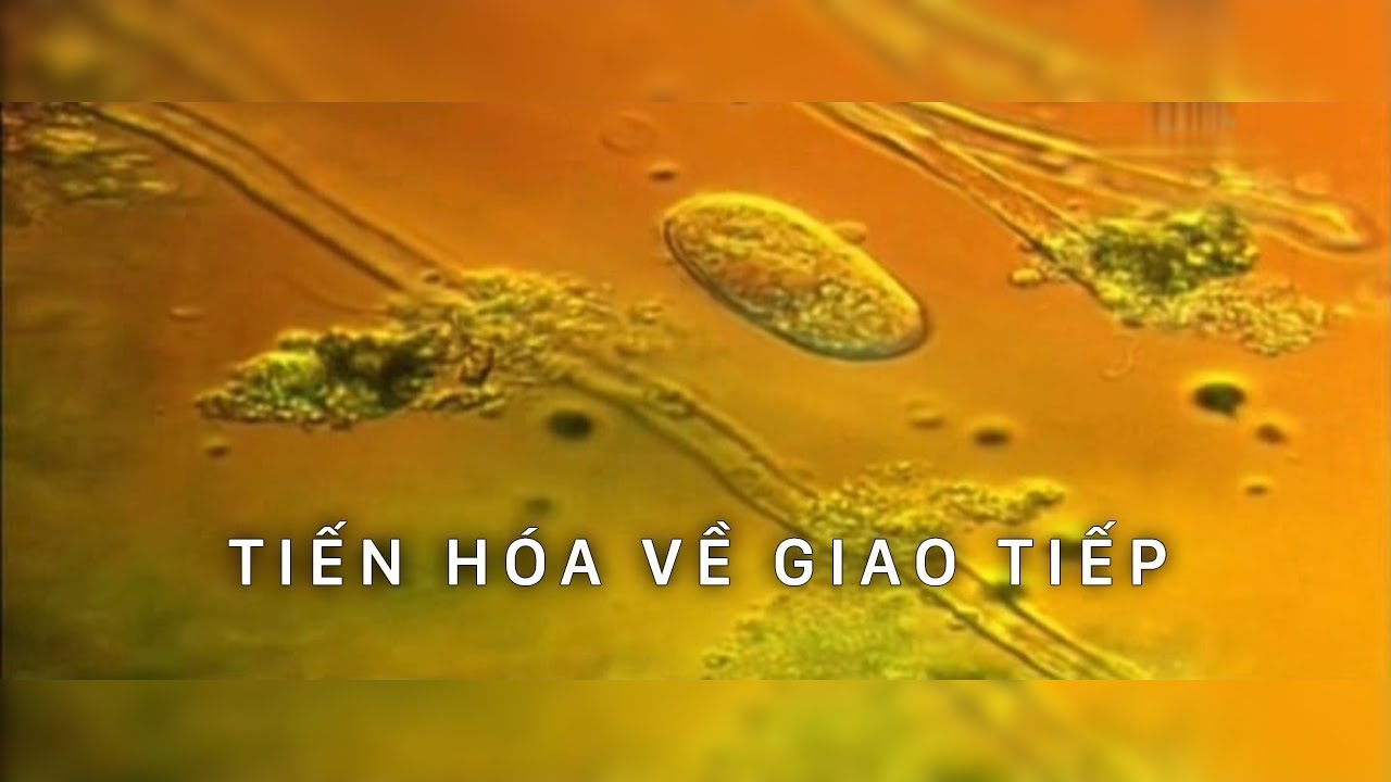 C&acirc;u chuyện tiến h&oacute;a : GIAO TIẾP | Phim t&agrave;i liệu khoa học (Thuyết Minh)