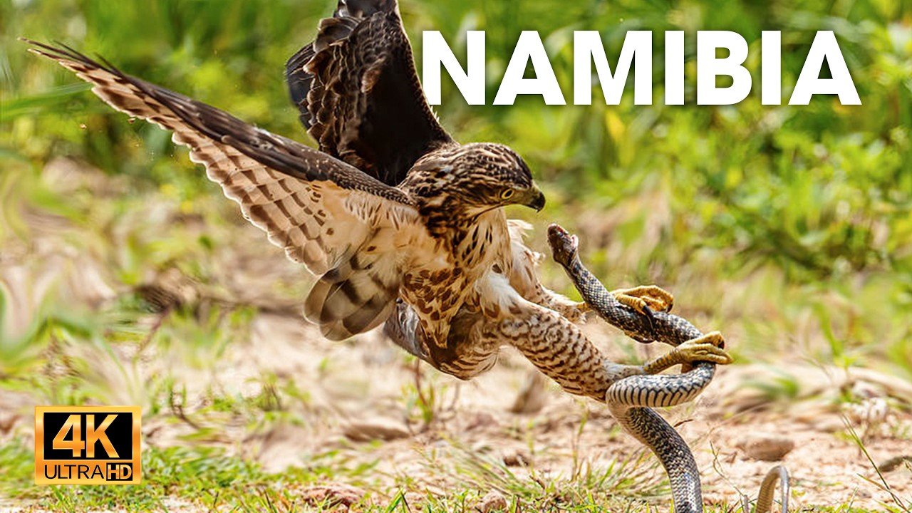 NAMIBIA DESPIADADA - La batalla entre el Águila y la Serpiente Venenosa #animalessalvajes