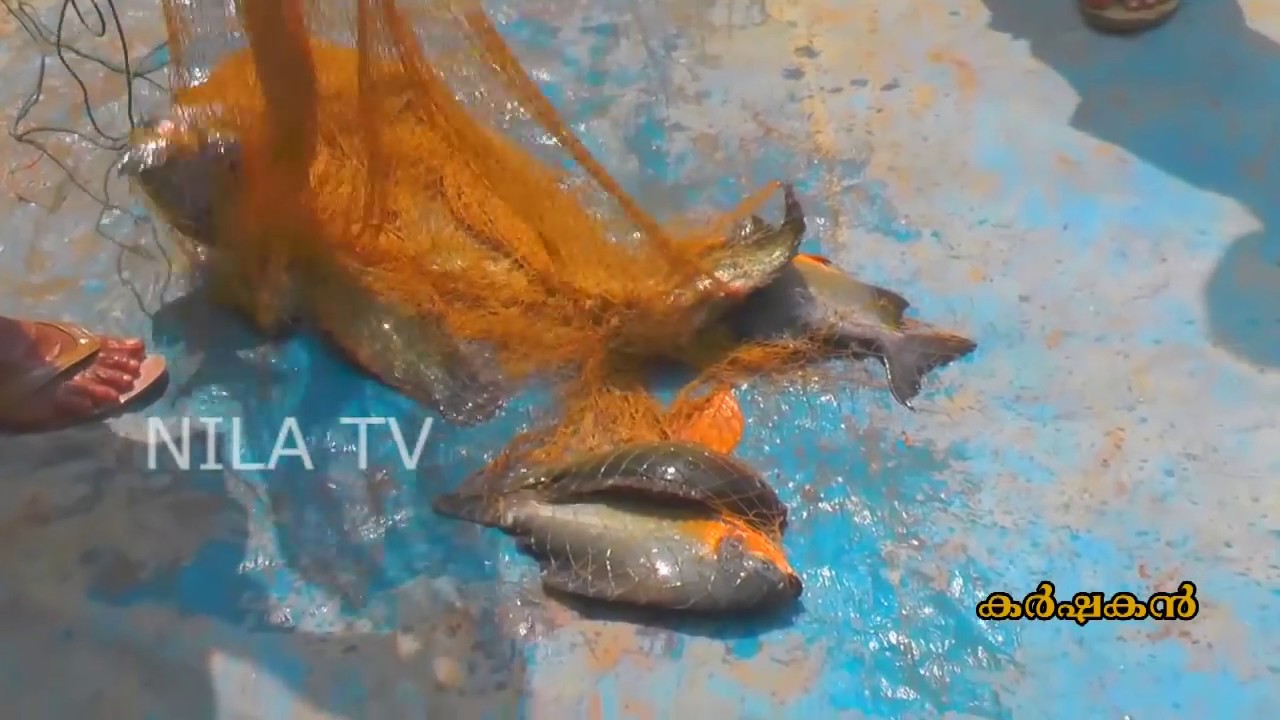 aquaponics farm kerala