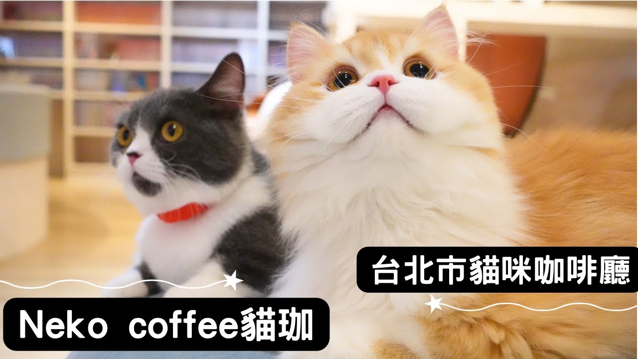 鄰近台北車站，結合日式漫畫喫茶店的貓咪咖啡廳！📚｜Neko coffee 貓珈 台北市中正區