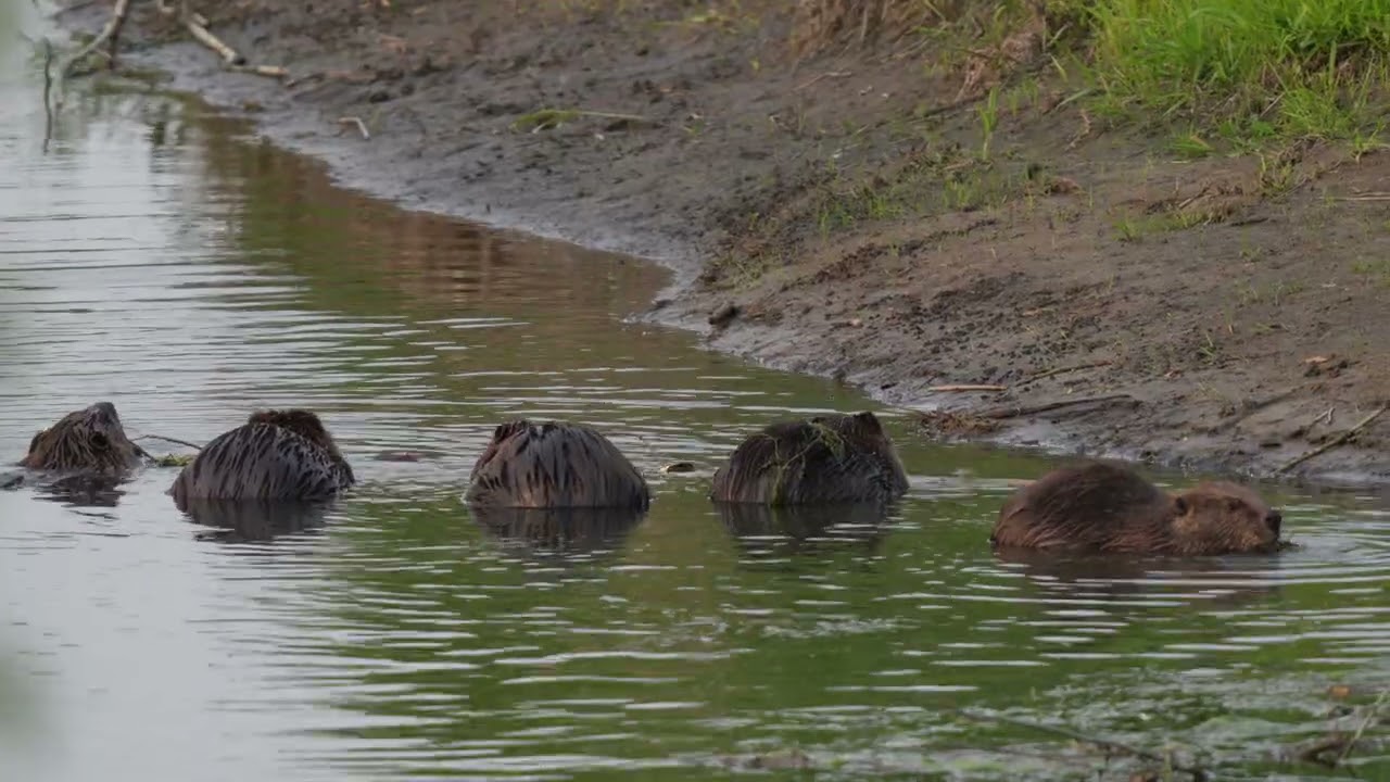 Five North American Beavers feed on willows along a northern USA river.