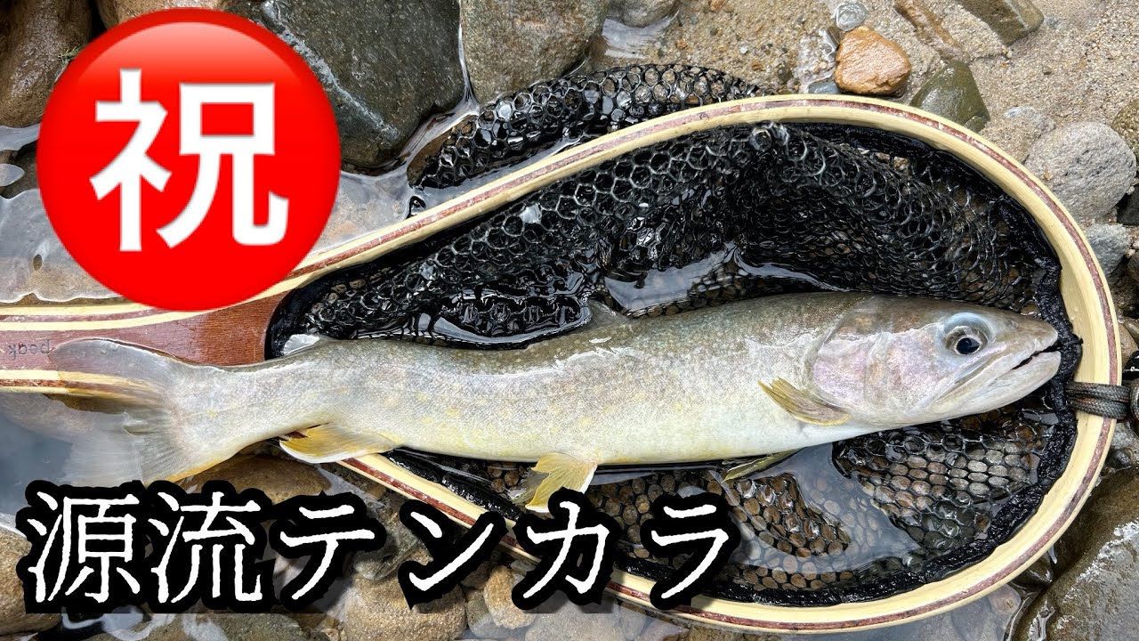 石川源流。初めて釣れた尺イワナ【源流テンカラ】