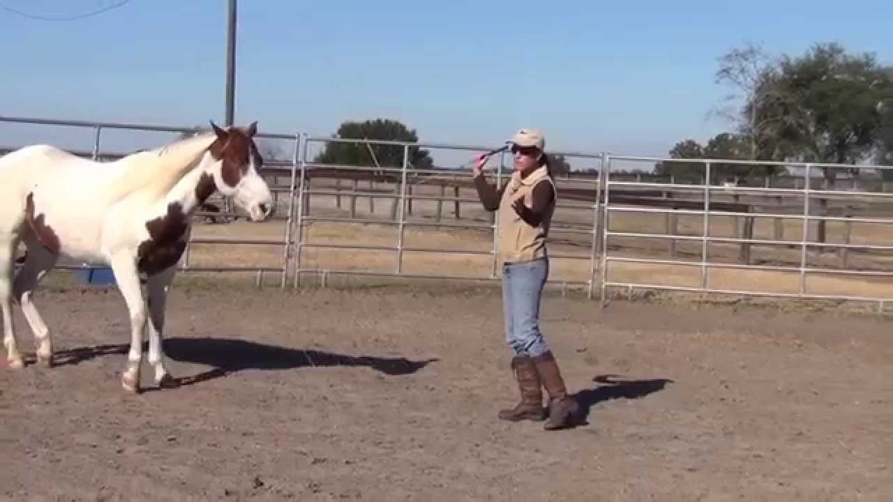 Developing Trust & Confidence in the Round Pen: Bandit's 1st week of round penning