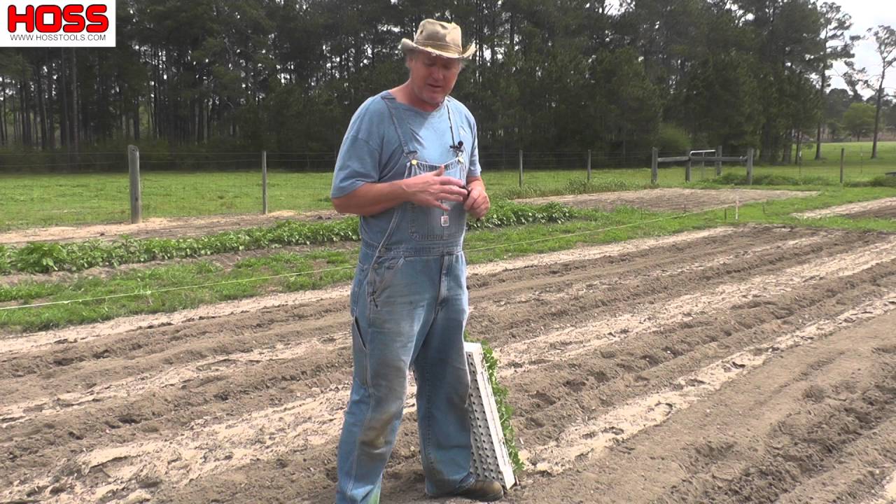 Grow the Best Watermelons Ever