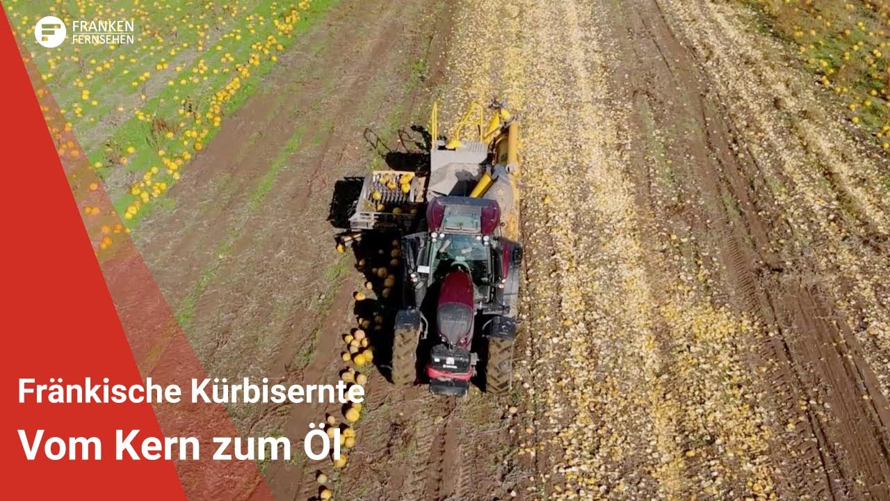 Fränkische Kürbisernte: Vom Kern zum Öl
