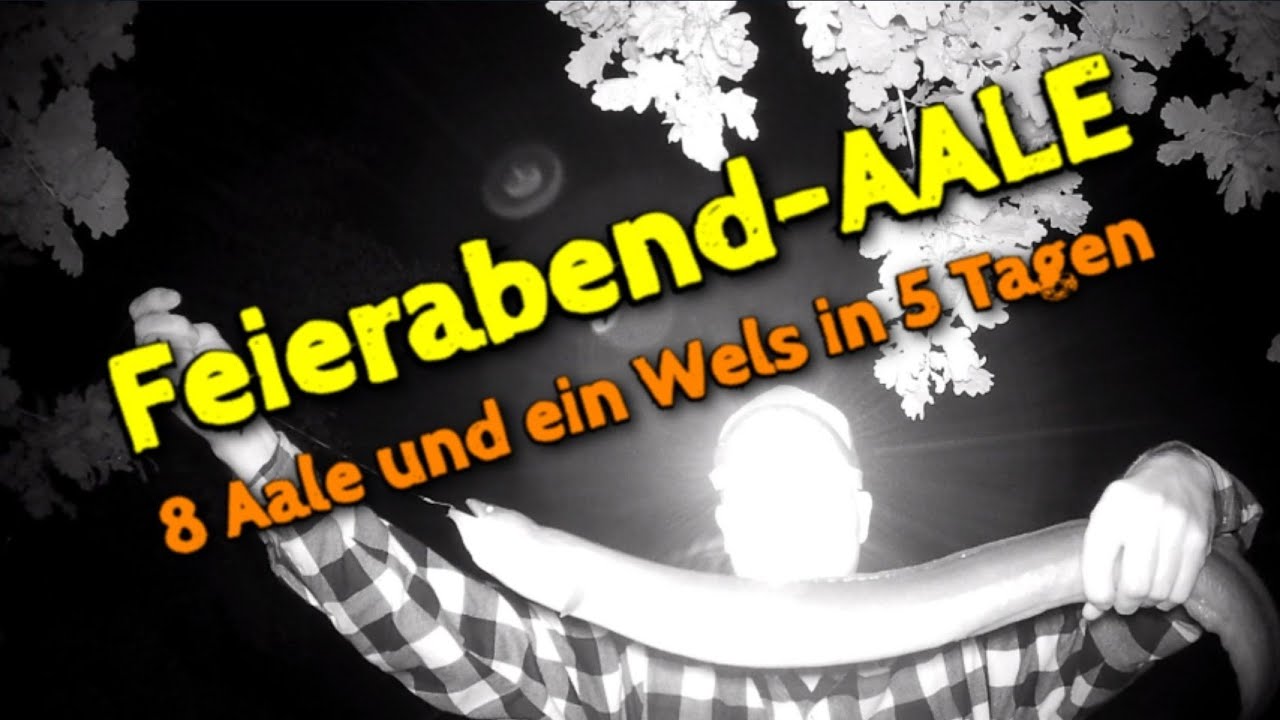 8 Aale und 1 Wels in 5 Tagen
