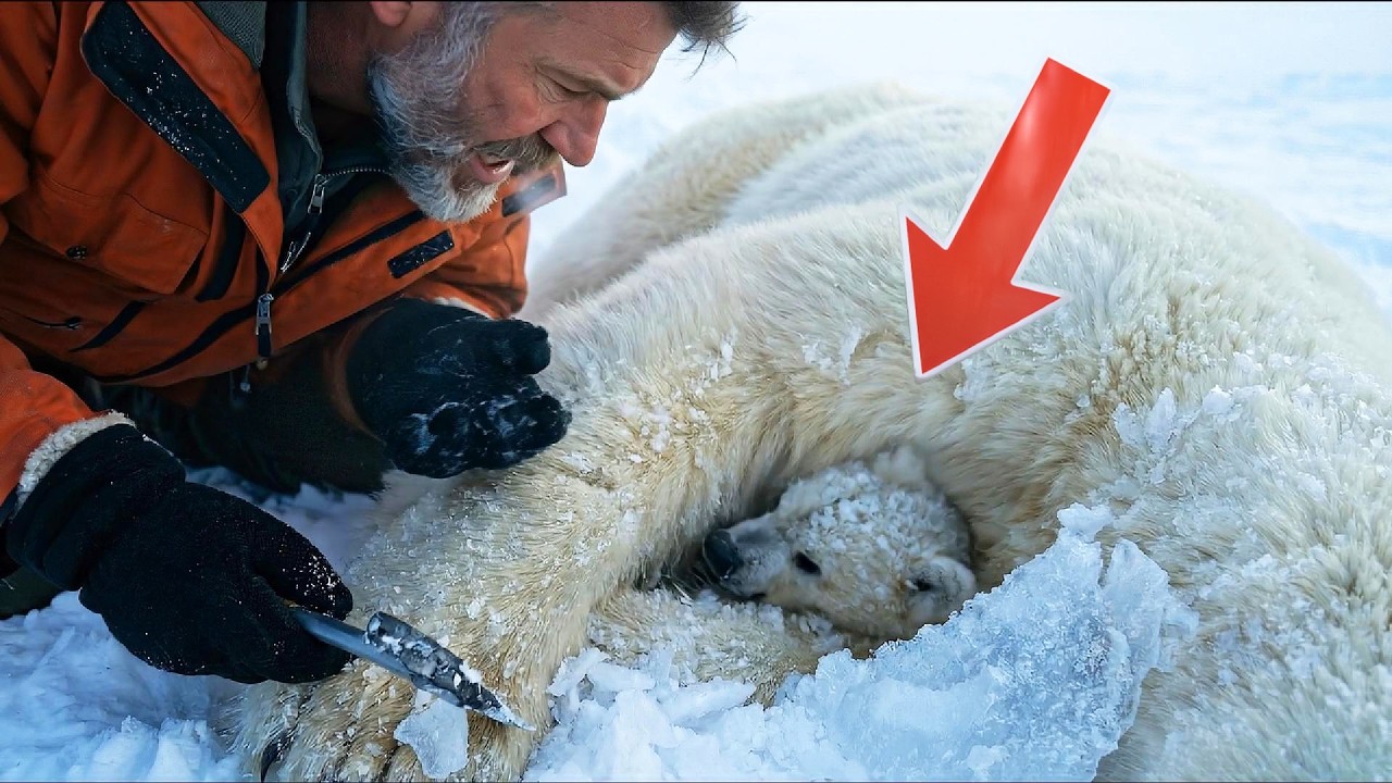 This Man saves the Frozen Polar Bear and the Baby Cub 