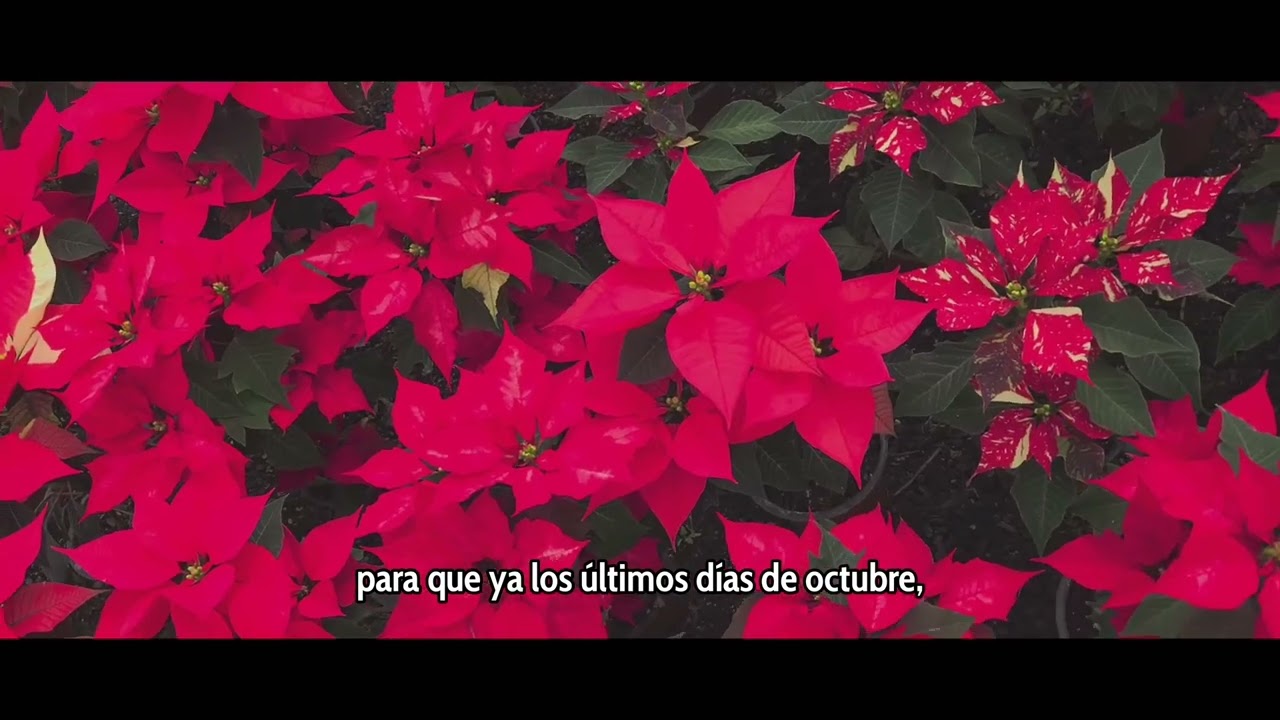 Cuetlax&oacute;chitl: tradici&oacute;n y conservaci&oacute;n en la Ciudad de M&eacute;xico. ❤️