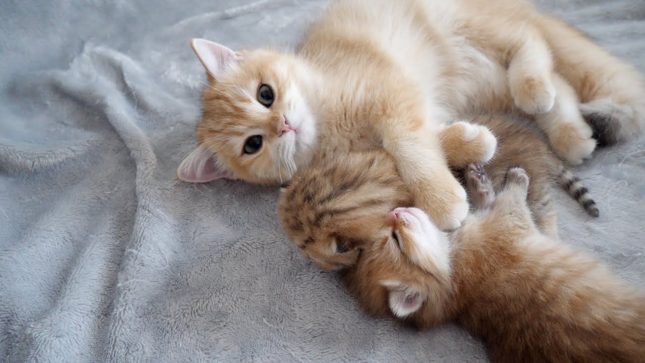 Poco the kitten was found doting on her younger siblings!