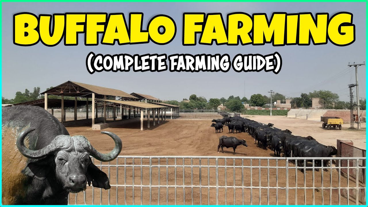 Buffalo Farming Guide: Tips for Successful Commercial Dairy and Meat Farming with Buffaloes