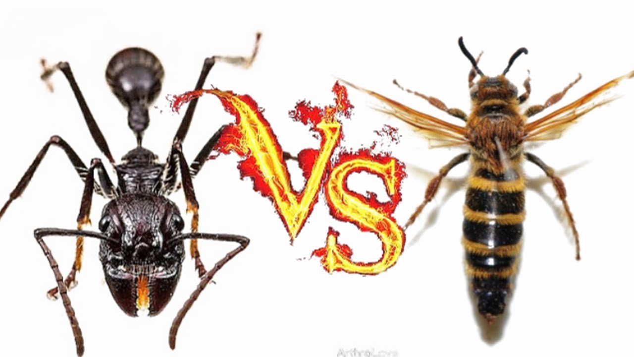 竟如此大胆入侵猛蟻巢穴，螞蟻視死如歸拼戰到底！Wasps invade the nest of fierce ants. Ants fight to the end!
