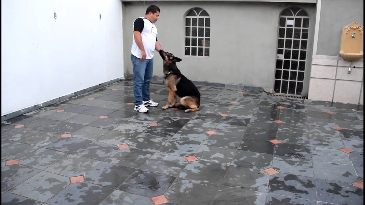 Treinamento de obediência / comandos básicos