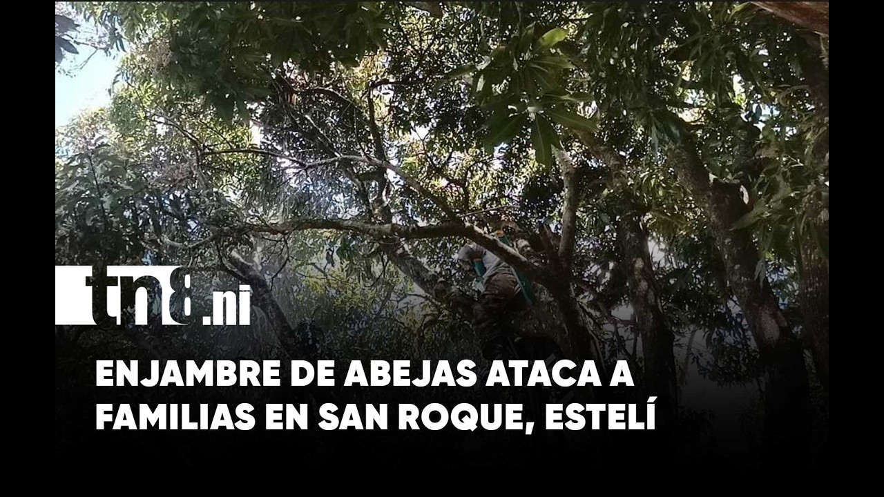 Enjambre de abejas ataca a familias en San Roque, Estelí
