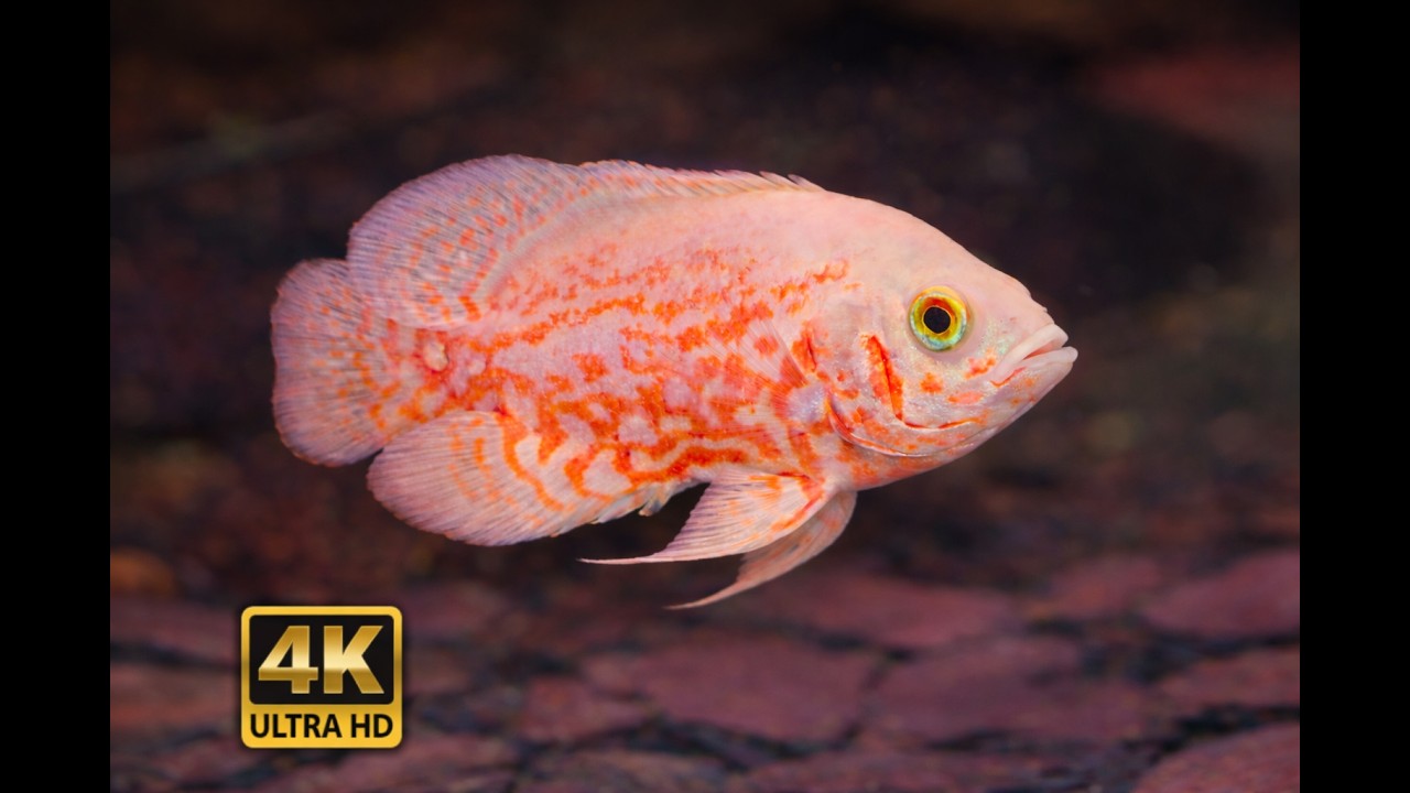 Peaceful Aquarium Live 🌊 Soft Ambient