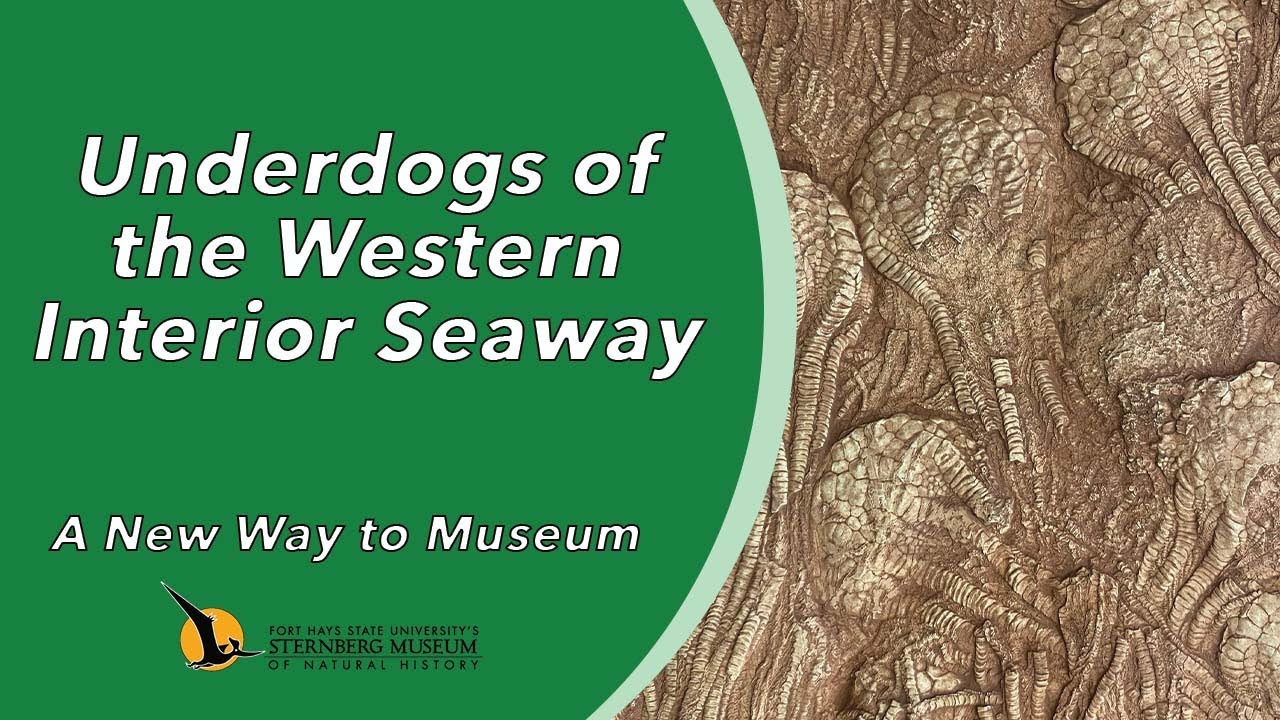Underdogs of the Western Interior Seaway | A New Way to Museum