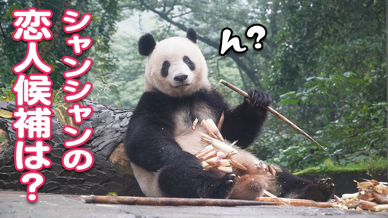 恋人候補？シャンシャンに一番近いガンバンアーくん