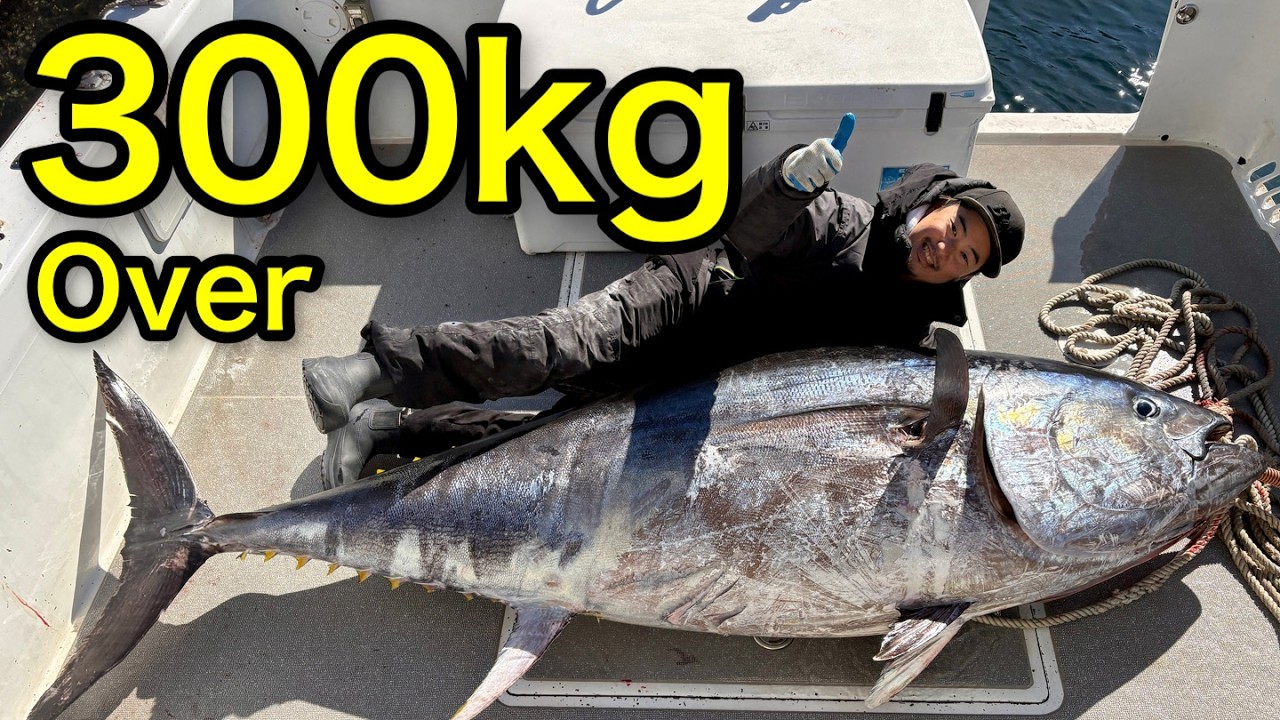 【300kg超】巨大クロマグロ 死闘150分!! by SSボート55ft. We caught a super huge Bluefin Tuna of over 700lb in Japan