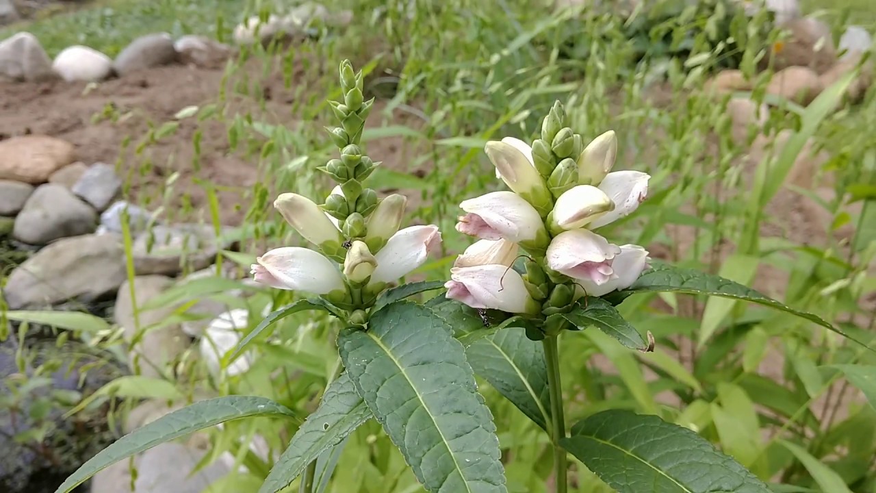 Белая черепаха (Chelone glabra)