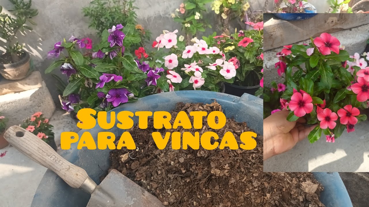 SUSTRATO PARA VINCAS #vinca #plantasconflores #sustrato #vinča