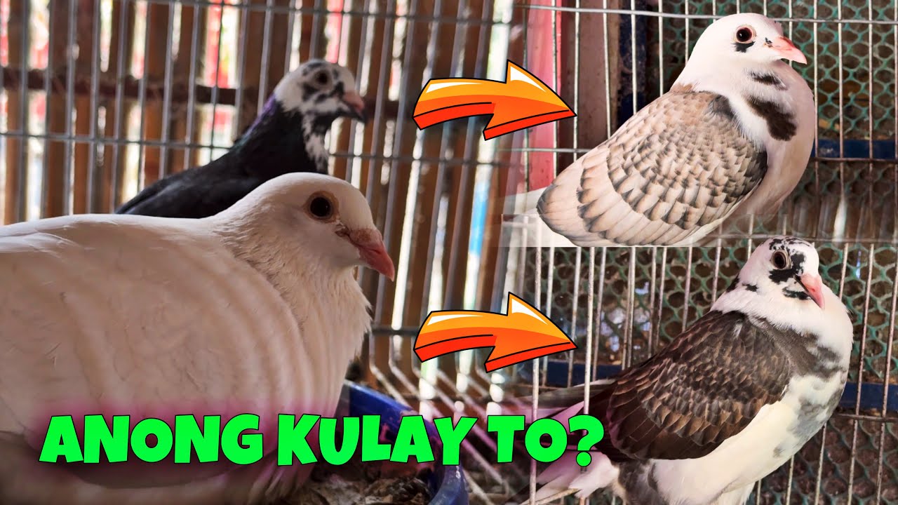 KAKAIBANG KALAPATI NABREED KO 😱