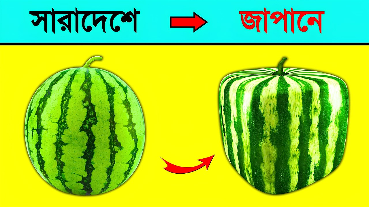 ২০ টাকার চকলেট আসল, ৯৯ টাকারটা নকল? সত্য জানলে চমকে যাবেন! 😱 | তথ্য আলো