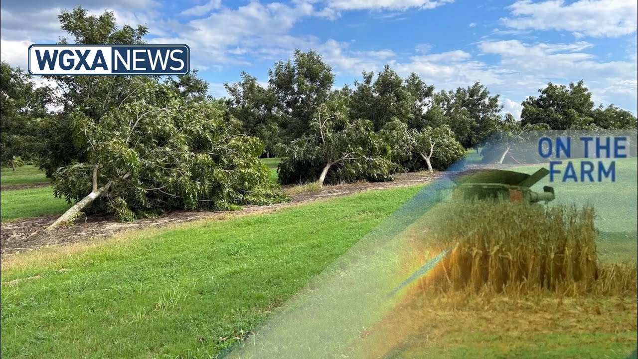 Georgia farmers face significant crop damage in Idalia's aftermath