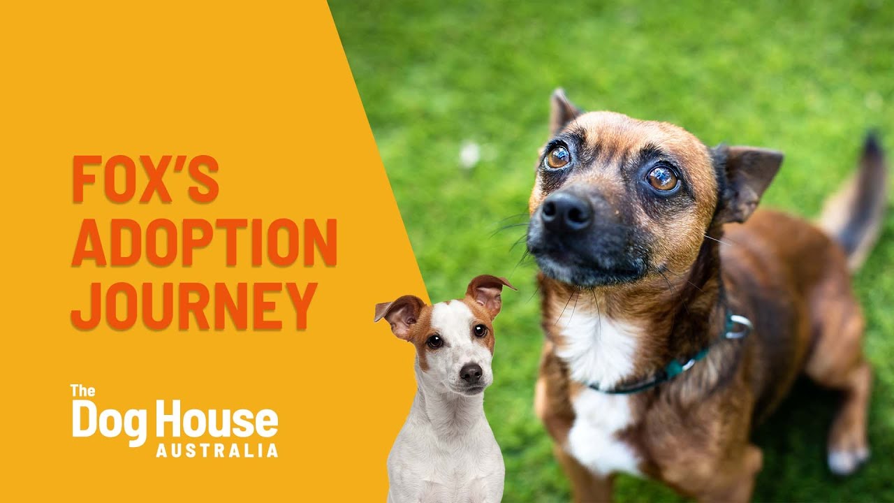 Fox The Foxie Chihuahua Cross Adoption Journey | The Dog House Australia | Channel 10