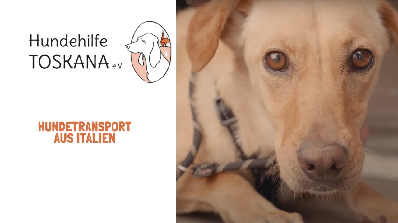 Hunde aus dem Tierschutz | Hundehilfe Toskana e.V. | Hundetransport aus Italien